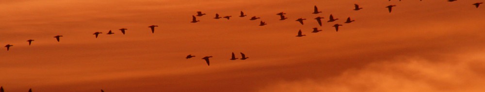 Snow geese and ducks at sunset